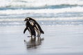 Pair of Magellanic Penguins walking on the beach at waterÃ¢â¬â¢s edge, Falkland Islands
